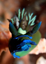 "Framed" Tambja morosa under DuCoMil Pier. Full Frame no ... by Debi Henshaw 